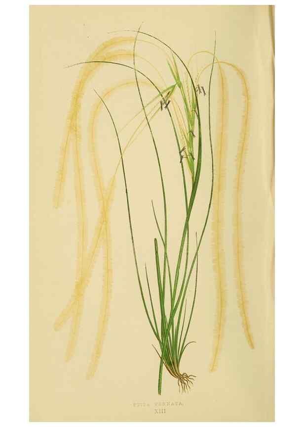 Reproducción/Reproduction 6869538923: A natural history of British grasses.. London,Groombridge,1858.