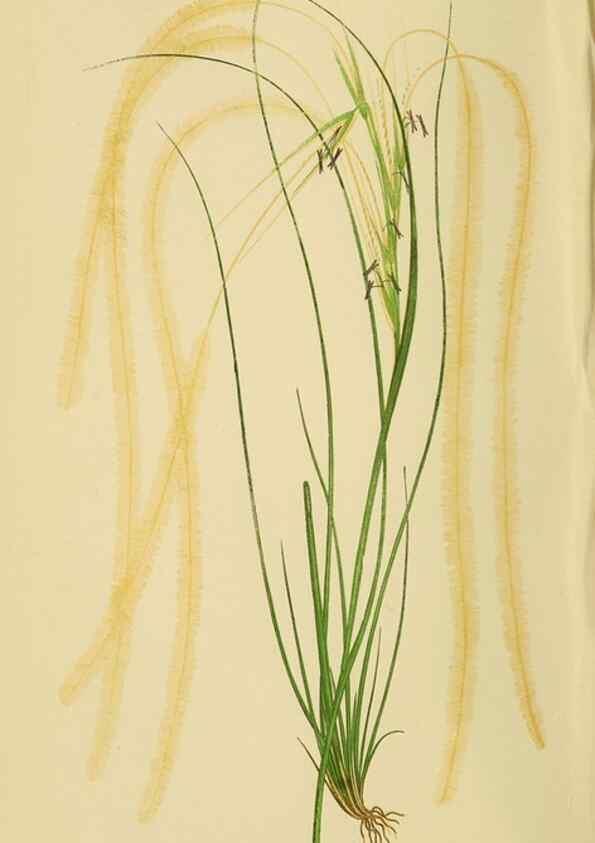 Reproducción/Reproduction 6869538923: A natural history of British grasses.. London,Groombridge,1858.
