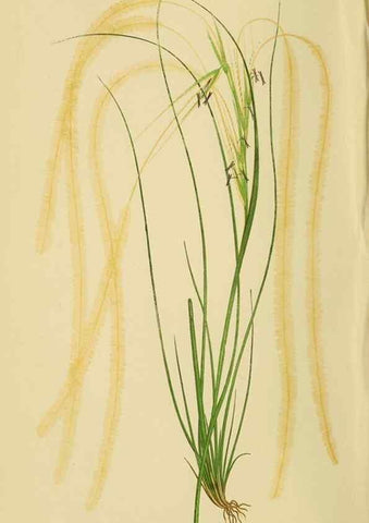 Reproducción/Reproduction 6869538923: A natural history of British grasses.. London,Groombridge,1858.