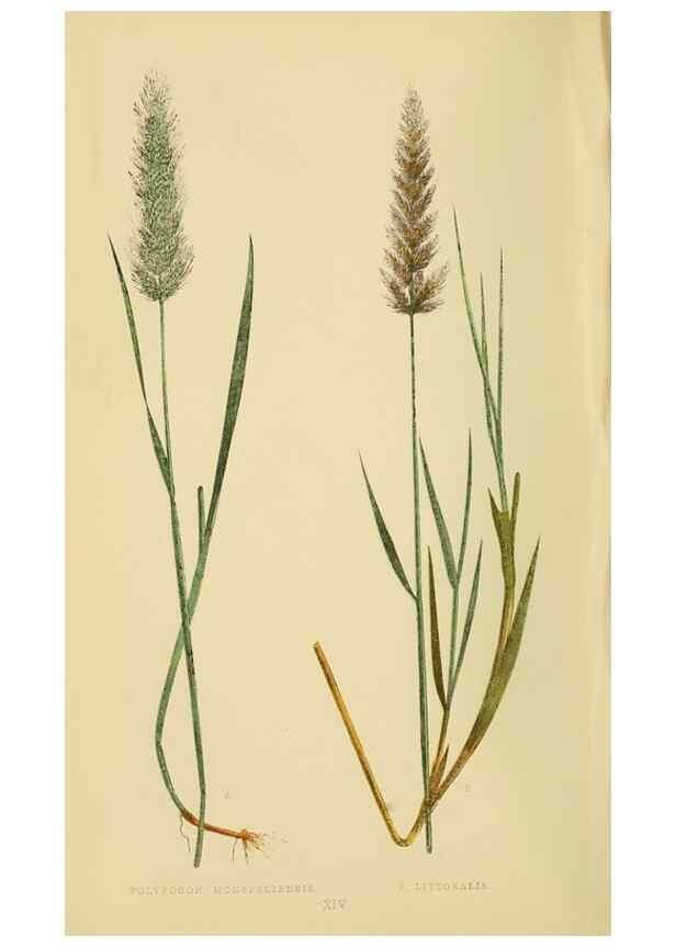 Reproducción/Reproduction 6869539605: A natural history of British grasses.. London,Groombridge,1858.