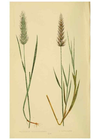 Reproducción/Reproduction 6869539605: A natural history of British grasses.. London,Groombridge,1858.