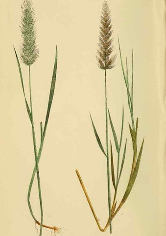 Reproducción/Reproduction 6869539605: A natural history of British grasses.. London,Groombridge,1858.