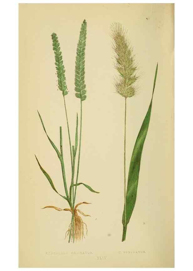 Reproducción/Reproduction 6869565855: A natural history of British grasses.. London,Groombridge,1858.