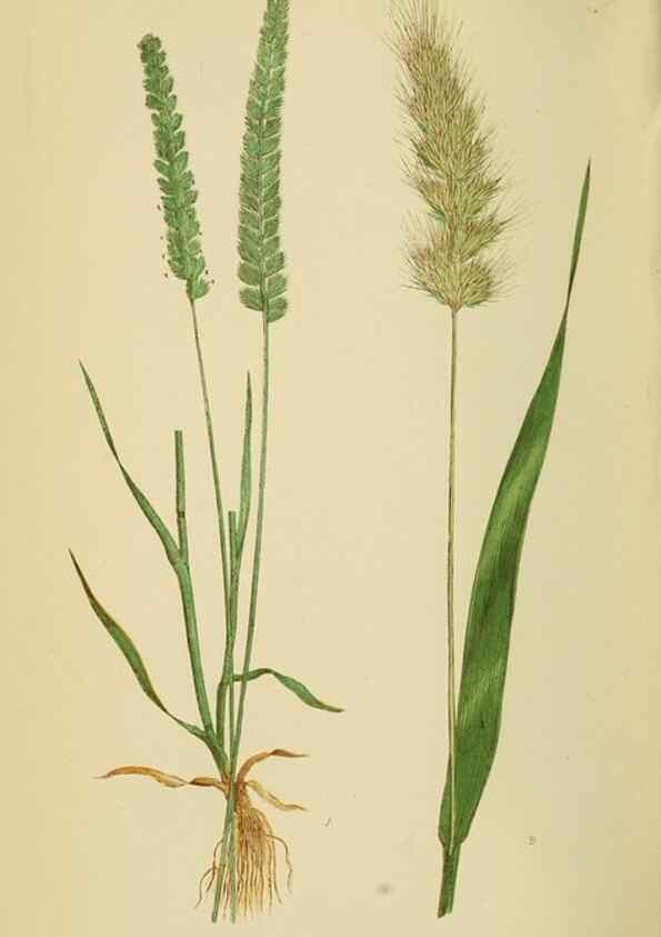 Reproducción/Reproduction 6869565855: A natural history of British grasses.. London,Groombridge,1858.