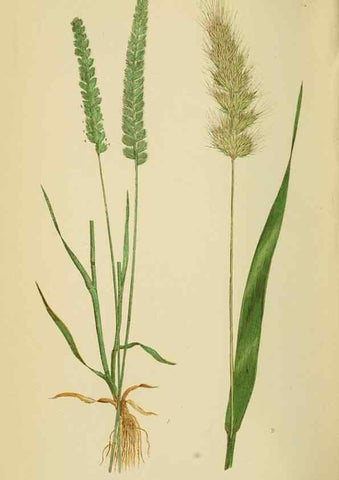 Reproducción/Reproduction 6869565855: A natural history of British grasses.. London,Groombridge,1858.