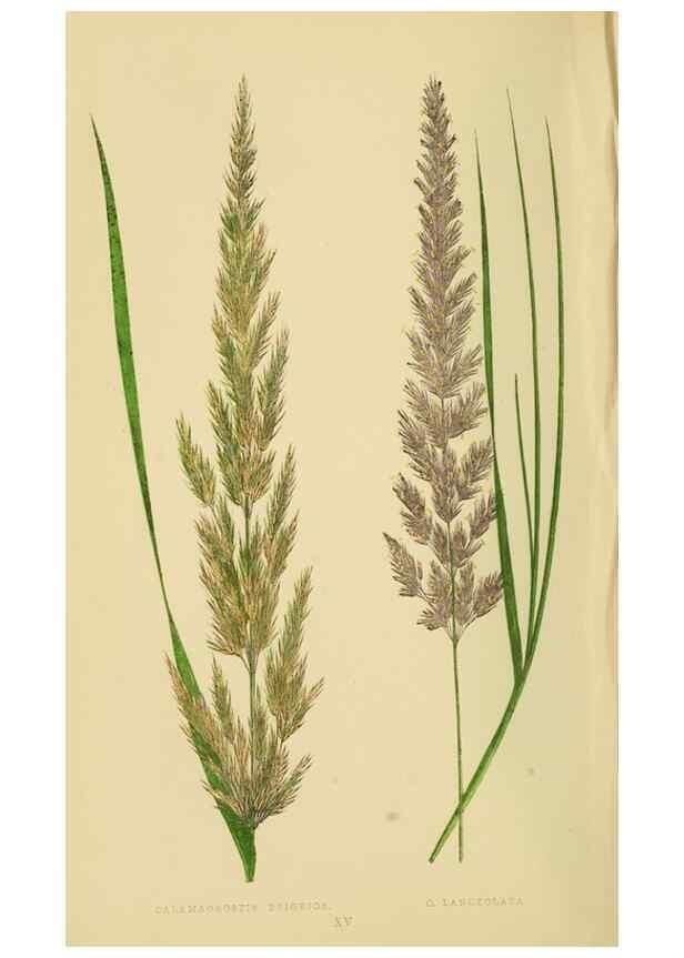 Reproducción/Reproduction 6869540701: A natural history of British grasses.. London,Groombridge,1858.