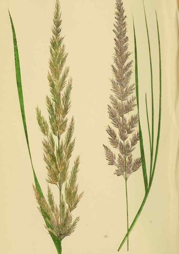 Reproducción/Reproduction 6869540701: A natural history of British grasses.. London,Groombridge,1858.