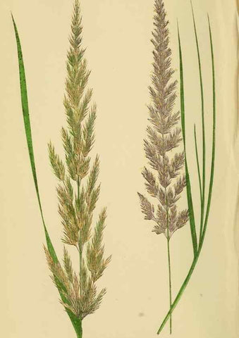 Reproducción/Reproduction 6869540701: A natural history of British grasses.. London,Groombridge,1858.