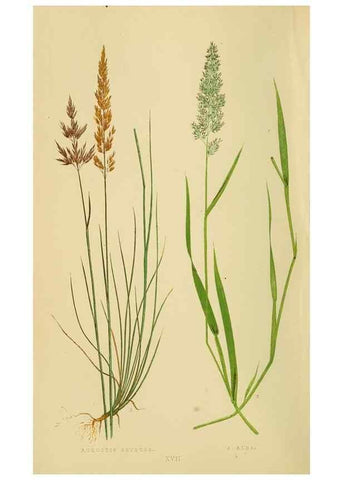 Reproducción/Reproduction 6869542317: A natural history of British grasses.. London,Groombridge,1858.