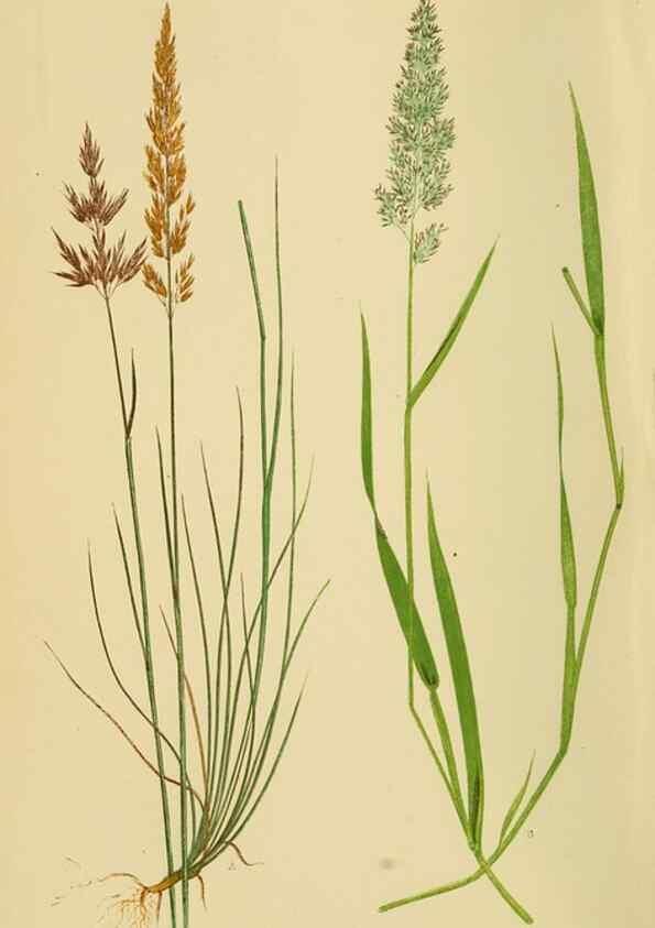 Reproducción/Reproduction 6869542317: A natural history of British grasses.. London,Groombridge,1858.