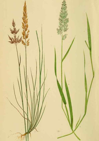 Reproducción/Reproduction 6869542317: A natural history of British grasses.. London,Groombridge,1858.
