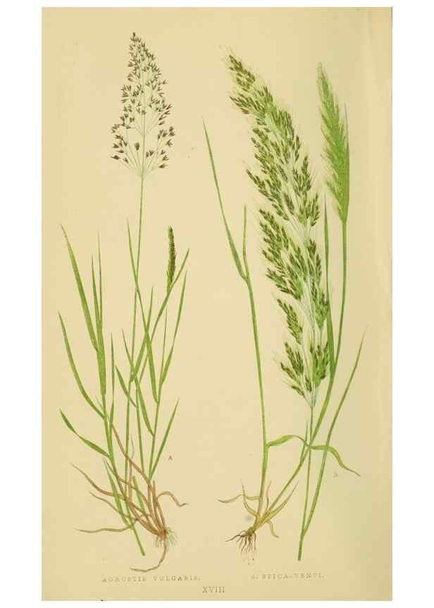 Reproducción/Reproduction 6869543255: A natural history of British grasses.. London,Groombridge,1858.