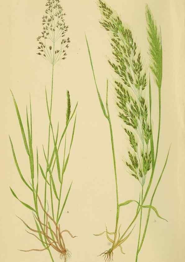 Reproducción/Reproduction 6869543255: A natural history of British grasses.. London,Groombridge,1858.
