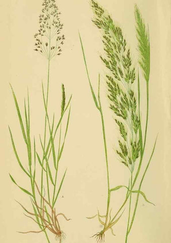 Reproducción/Reproduction 6869543255: A natural history of British grasses.. London,Groombridge,1858.