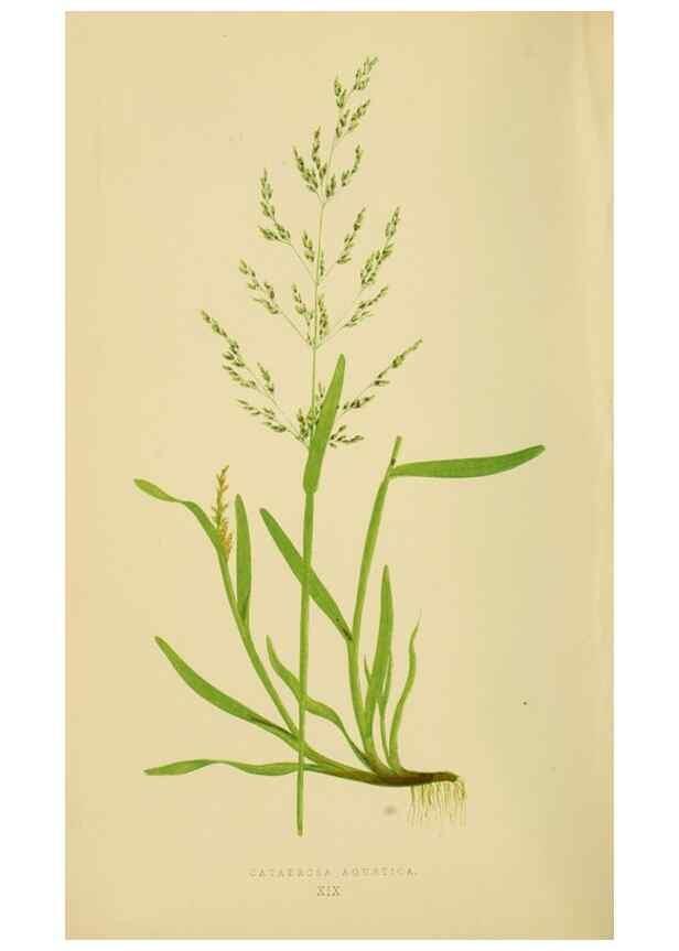 Reproducción/Reproduction 6869544035: A natural history of British grasses.. London,Groombridge,1858.