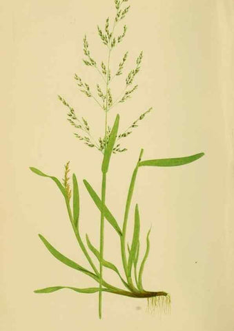Reproducción/Reproduction 6869544035: A natural history of British grasses.. London,Groombridge,1858.