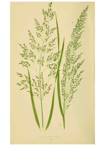 Reproducción/Reproduction 6869544825: A natural history of British grasses.. London,Groombridge,1858.