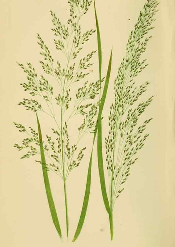 Reproducción/Reproduction 6869544825: A natural history of British grasses.. London,Groombridge,1858.