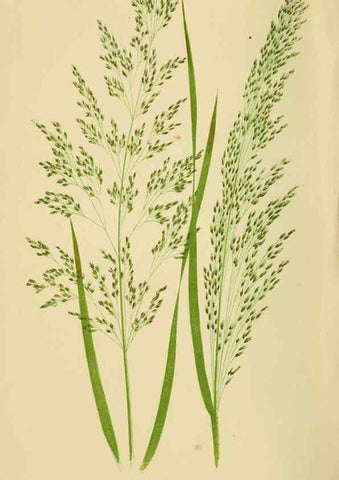 Reproducción/Reproduction 6869544825: A natural history of British grasses.. London,Groombridge,1858.