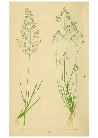 Reproducción/Reproduction 6869545775: A natural history of British grasses.. London,Groombridge,1858.