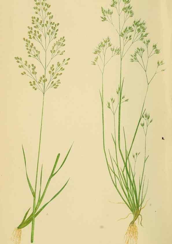 Reproducción/Reproduction 6869545775: A natural history of British grasses.. London,Groombridge,1858.