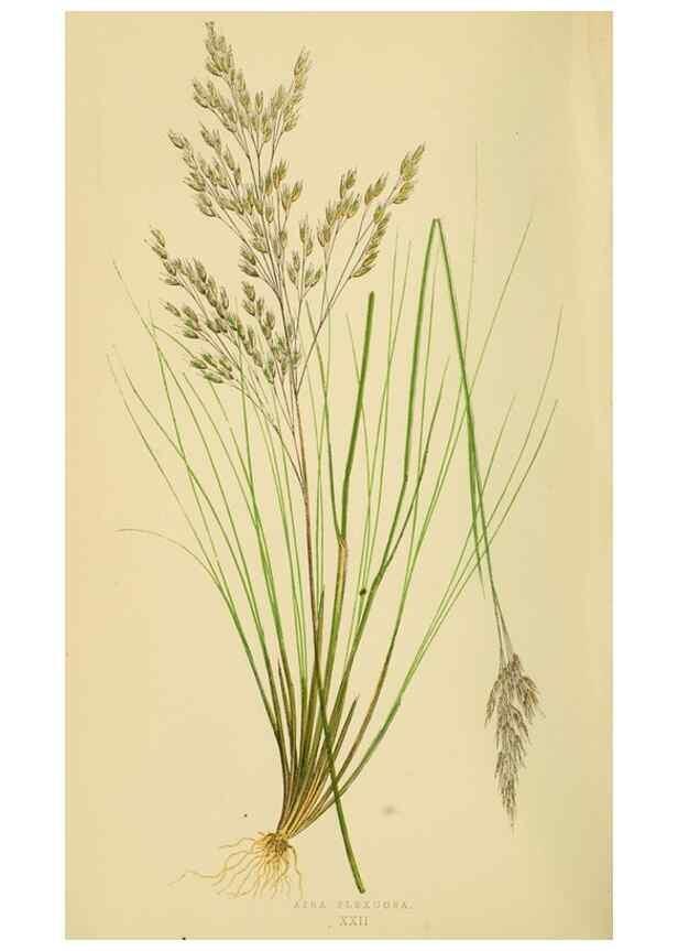 Reproducción/Reproduction 6869546489: A natural history of British grasses.. London,Groombridge,1858.