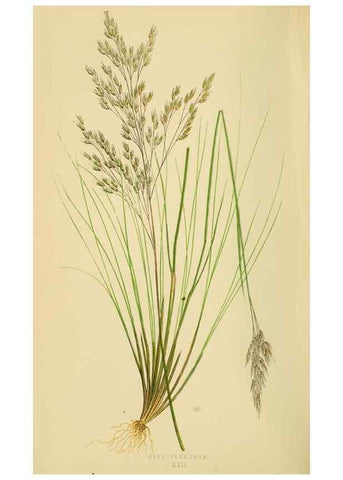 Reproducción/Reproduction 6869546489: A natural history of British grasses.. London,Groombridge,1858.