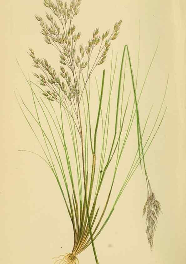Reproducción/Reproduction 6869546489: A natural history of British grasses.. London,Groombridge,1858.