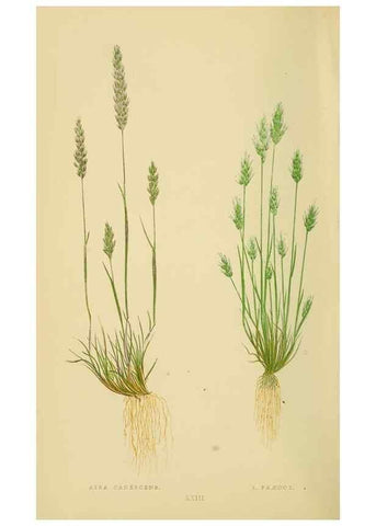 Reproducción/Reproduction 6869547381: A natural history of British grasses.. London,Groombridge,1858.