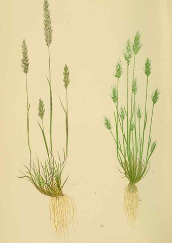 Reproducción/Reproduction 6869547381: A natural history of British grasses.. London,Groombridge,1858.