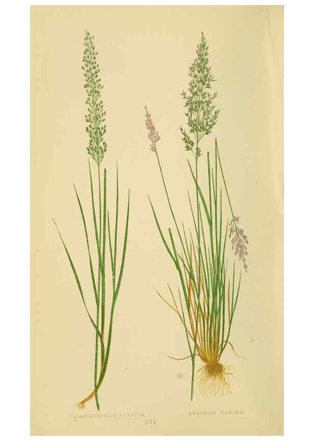 Reproducción/Reproduction 6869541415: A natural history of British grasses.. London,Groombridge,1858.