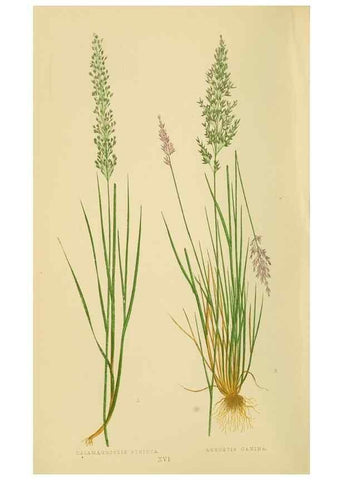 Reproducción/Reproduction 6869541415: A natural history of British grasses.. London,Groombridge,1858.