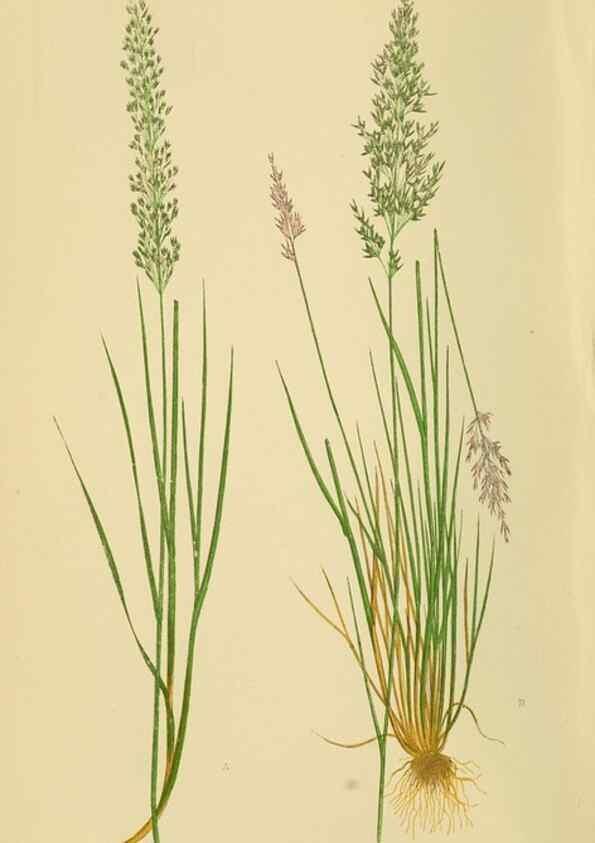 Reproducción/Reproduction 6869541415: A natural history of British grasses.. London,Groombridge,1858.