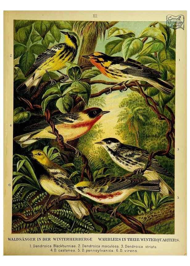 Reproducción/Reproduction 6916121839: Our native birds of song and beauty,. Milwaukee,G. Brumder,1893-96.