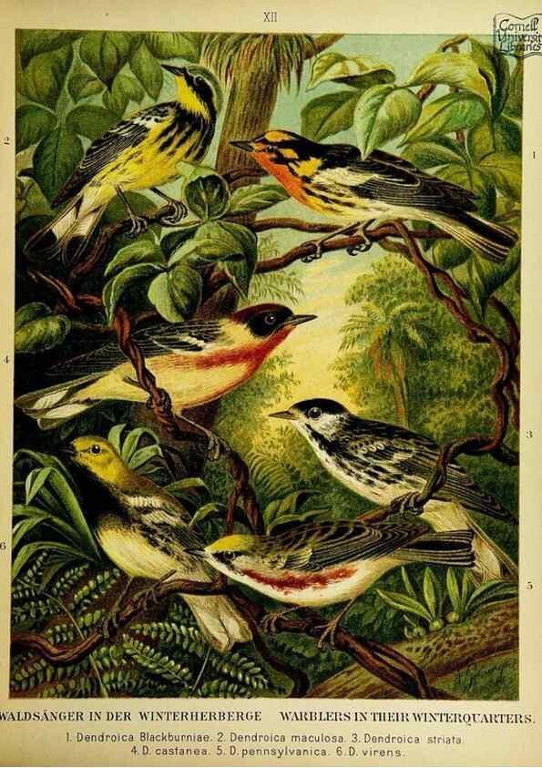 Reproducción/Reproduction 6916121839: Our native birds of song and beauty,. Milwaukee,G. Brumder,1893-96.