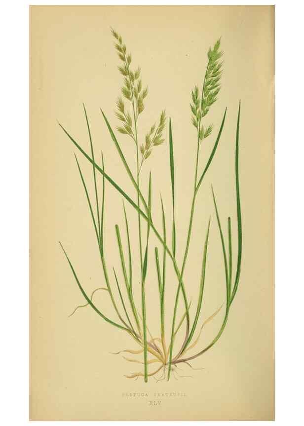 Reproducción/Reproduction 6869566563: A natural history of British grasses.. London,Groombridge,1858.