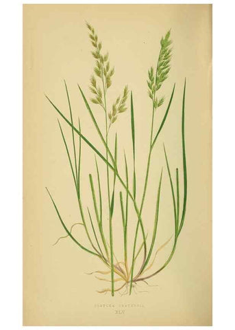 Reproducción/Reproduction 6869566563: A natural history of British grasses.. London,Groombridge,1858.