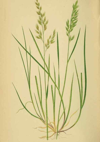 Reproducción/Reproduction 6869566563: A natural history of British grasses.. London,Groombridge,1858.