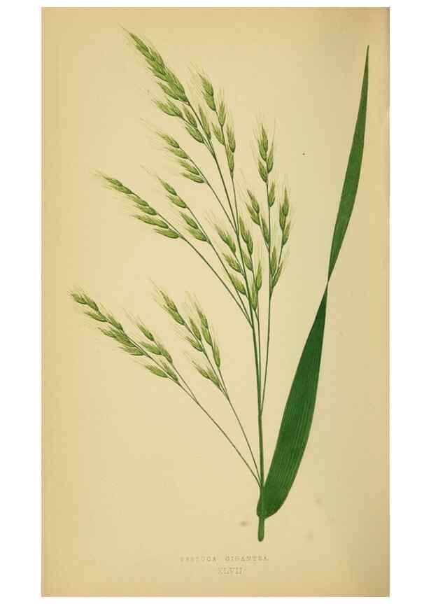 Reproducción/Reproduction 6869567941: A natural history of British grasses.. London,Groombridge,1858.
