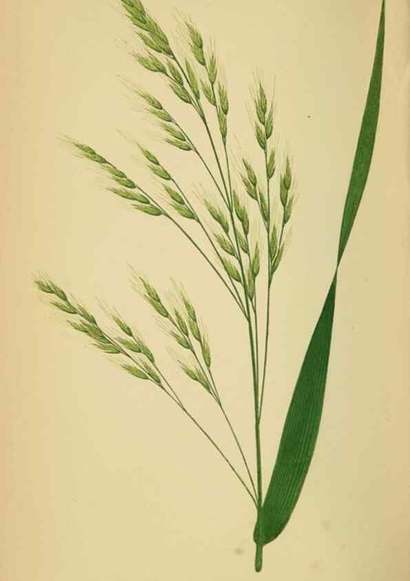 Reproducción/Reproduction 6869567941: A natural history of British grasses.. London,Groombridge,1858.