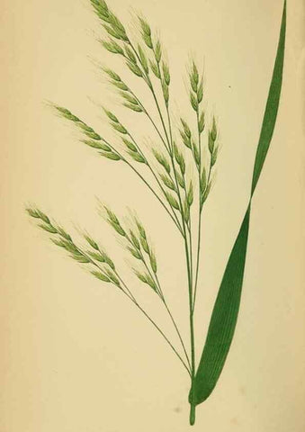 Reproducción/Reproduction 6869567941: A natural history of British grasses.. London,Groombridge,1858.