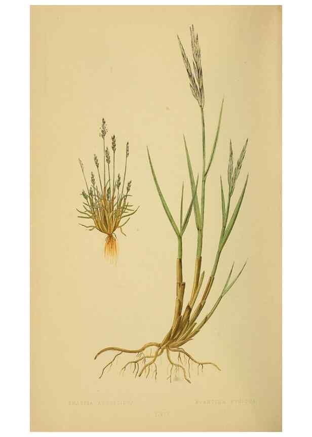 Reproducción/Reproduction 6869586495: A natural history of British grasses.. London,Groombridge,1858.