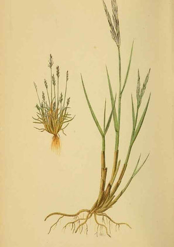 Reproducción/Reproduction 6869586495: A natural history of British grasses.. London,Groombridge,1858.