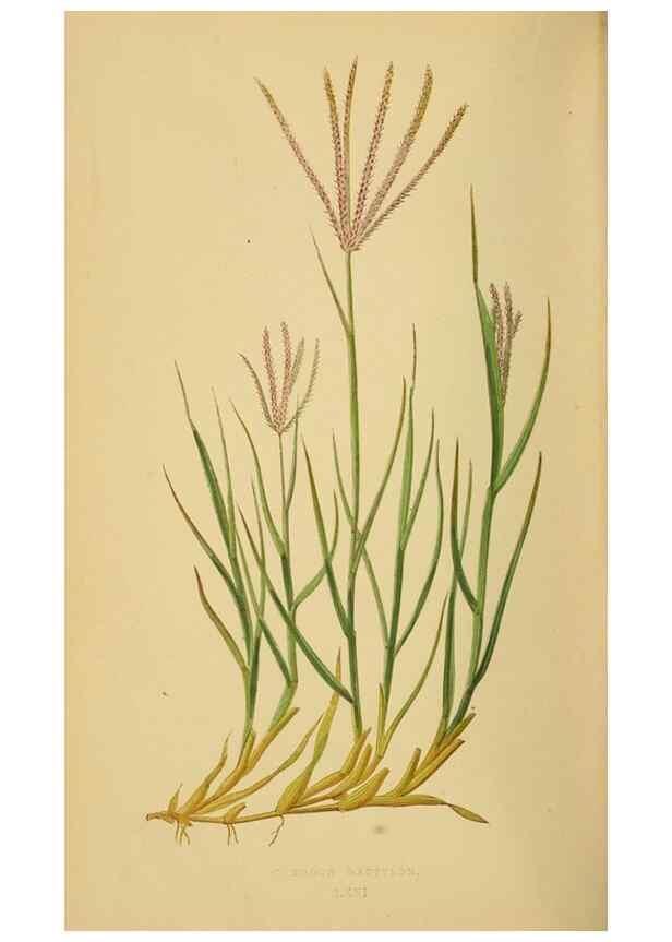 Reproducción/Reproduction 6869587351: A natural history of British grasses.. London,Groombridge,1858.