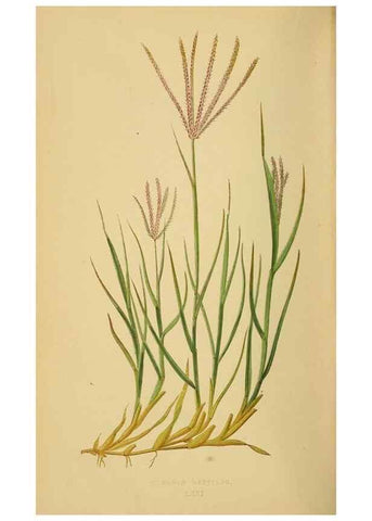 Reproducción/Reproduction 6869587351: A natural history of British grasses.. London,Groombridge,1858.