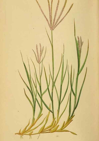 Reproducción/Reproduction 6869587351: A natural history of British grasses.. London,Groombridge,1858.