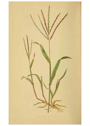 Reproducción/Reproduction 6869588207: A natural history of British grasses.. London,Groombridge,1858.
