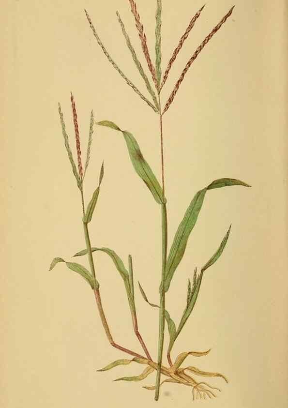 Reproducción/Reproduction 6869588207: A natural history of British grasses.. London,Groombridge,1858.