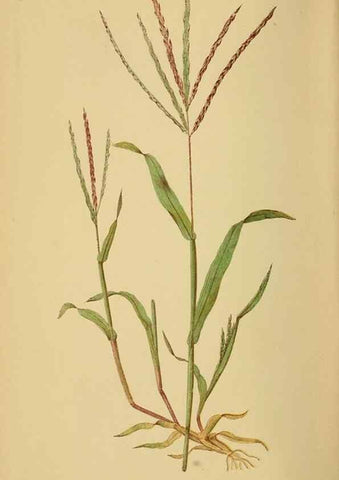 Reproducción/Reproduction 6869588207: A natural history of British grasses.. London,Groombridge,1858.