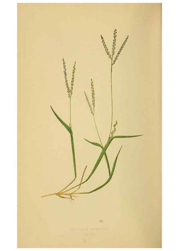 Reproducción/Reproduction 6869588781: A natural history of British grasses.. London,Groombridge,1858.